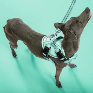 PuppyJoy Súprava postroja a vodítka pre psov YIKS veľ. S zelená