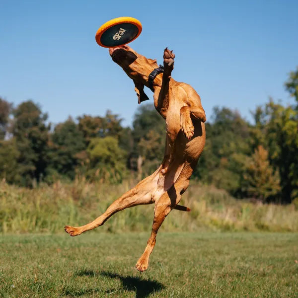 EXPLORER DOG Disk lietajúci AirDisc 24 cm