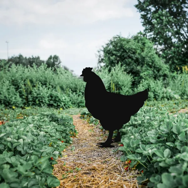 Záhradná dekorácia Chicken 01