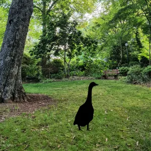 Záhradná dekorácia Goose 04