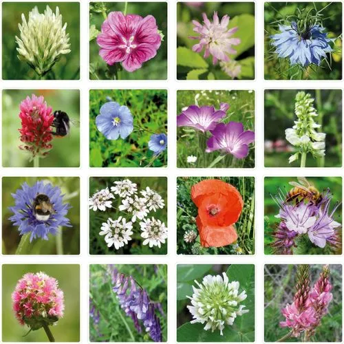 Semienkové bomby - darčeková sada menšia Blossombs 7ks