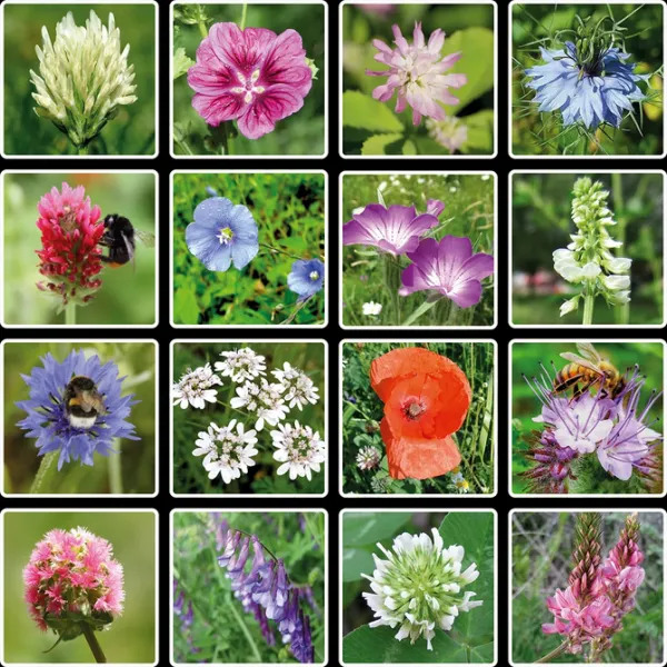 Semienkové bomby - darčeková sada mini Blossombs 4ks