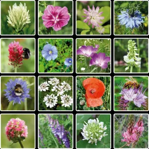 Semienkové bomby - darčeková sada mini Blossombs 4ks