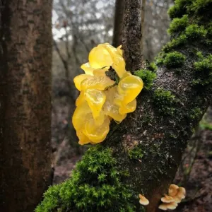 Tremella s vitamínom C Hrotlife 90 kapsúl