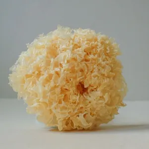 Tremella s vitamínom C Hrotlife 90 kapsúl
