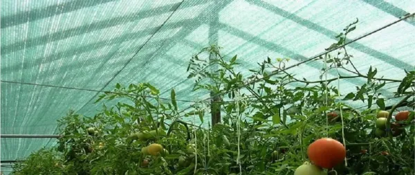 JAKS Tieniaca sieť antracitová 135 g, 90 % tieň Rozmery: 2 m x 50 m