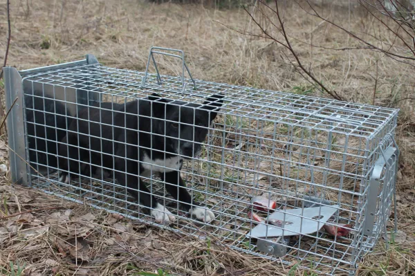 Bravson Profesionálna pasca na líšky, kuny, vydry a mačky TRAP ST118x34x34V1