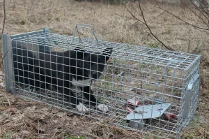 Bravson Profesionálna pasca na líšky, kuny, vydry a mačky TRAP ST118x34x34V1
