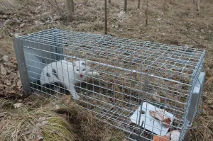 Profesionálna pasca na líšky, kuny a mačky KENNIVA ST105x34x42