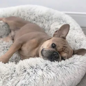 MG Dog Bed pelech pre mačky a psy 80 cm, šedý
