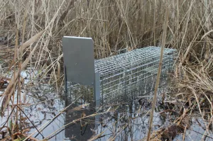 Bravson Profesionálna pasca na líšky, kuny, vydry a mačky TRAP ST118x34x34V1