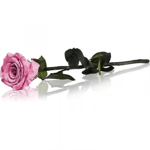 RoseAmor Pink stabilizovaná ruža na stonke 30 cm 1 ks