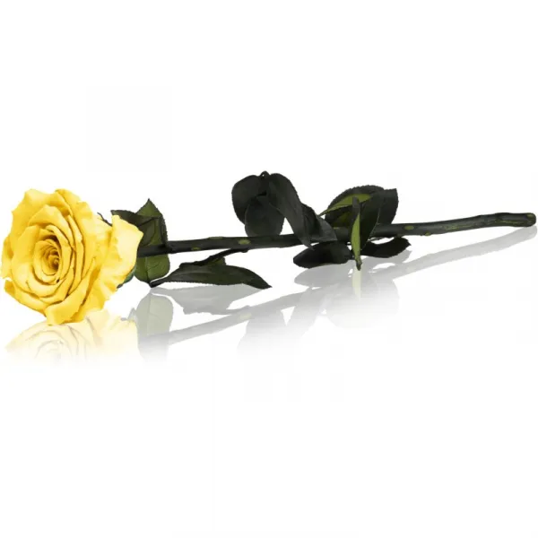 RoseAmor Yellow stabilizovaná ruža na stonke 30 cm 1 ks