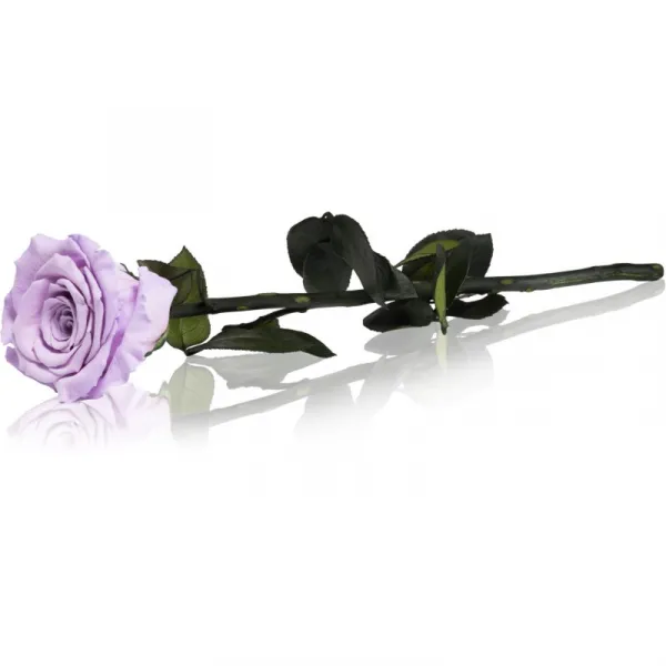 RoseAmor Lila stabilizovaná ruža na stonke 30 cm 1 ks