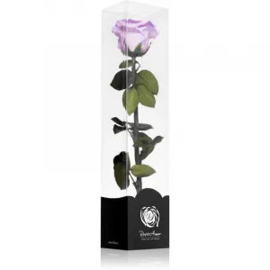 RoseAmor Lila stabilizovaná ruža na stonke 30 cm 1 ks