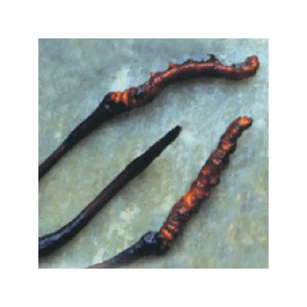 MRL CORDYCEPS sinensis 90 tab. po 500 mg sušenej huby
