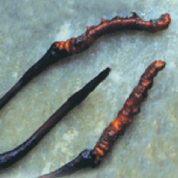 MRL CORDYCEPS sinensis 90 tab. po 500 mg sušenej huby