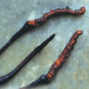 MRL CORDYCEPS sinensis 90 tab. po 500 mg sušenej huby