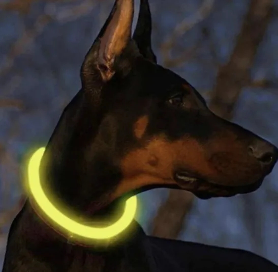JAKS Led obojok pre psa Purlov