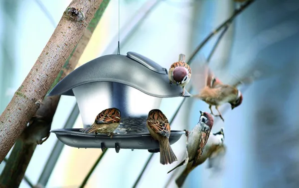 Prosperplast Kŕmidlo pre vtáčikov BirdieFood 24,8 cm antracit