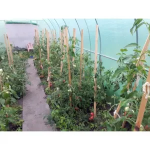 TZB Záhradný fóliovník 3x8m