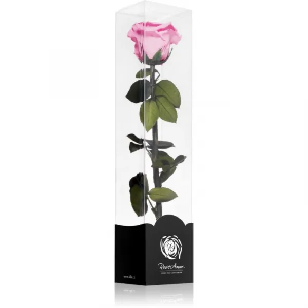 RoseAmor Pink stabilizovaná ruža na stonke 30 cm 1 ks