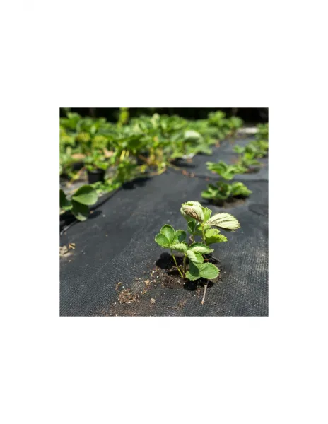 Čierna mulčovacia agrotextília 50 g 1x30 m